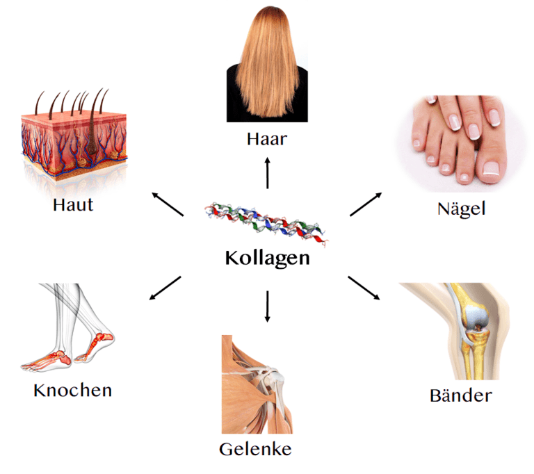 Kollagen: Ein Wundermittel?